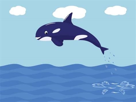 Whales Jumping Out Of Water Pictures Illustrations Royalty Free Vector