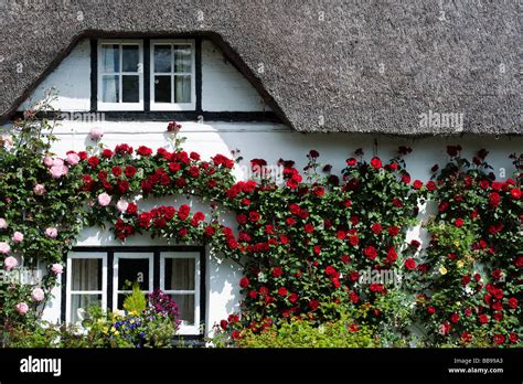 Old Fashioned Rose Cottage Thatched Cottage With Climbing Red Roses In