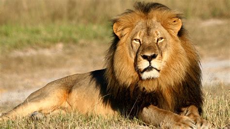 They are the largest cats on the african continent. Lion HD Wallpaper | HD Wallpapers