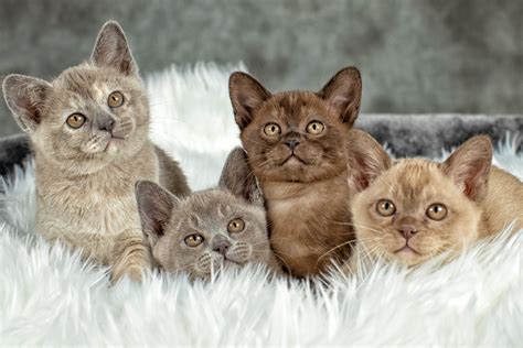 Perhaps the word compact in the. Ramaal Burmese - Burmese Cat Breeder - Sydney, NSW