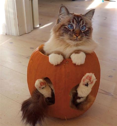 Spooktober Special Wholesome Cats And Kittens Inside Pumpkins
