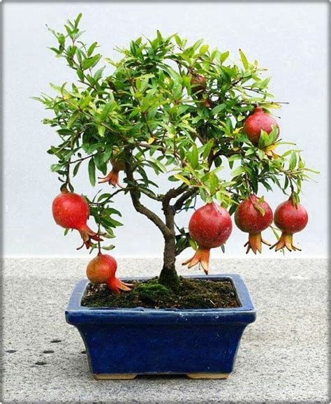 How To Grow Pomegranate Tree In Pot Growing Pomegranates In Containers