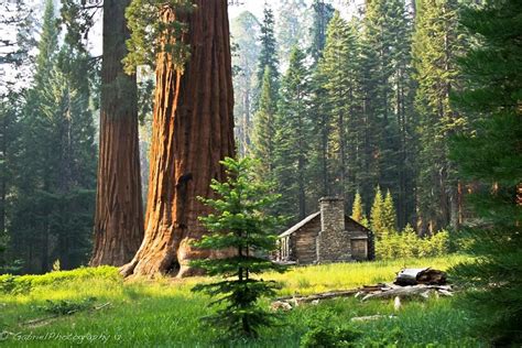 Experience the thrill of rv, tent & cabin camping under a canopy of soaring spruce, hemlock, douglas fir and redwoods — the world's tallest trees — towering overhead. Cabin in the redwood forest Photo: Gabriel Radu/500px.com ...