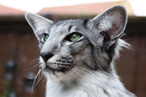 The oriental longhair, is a breed of domestic cat. Olympian Bronze Grand Premier Mylynn Magnifique, Oriental ...
