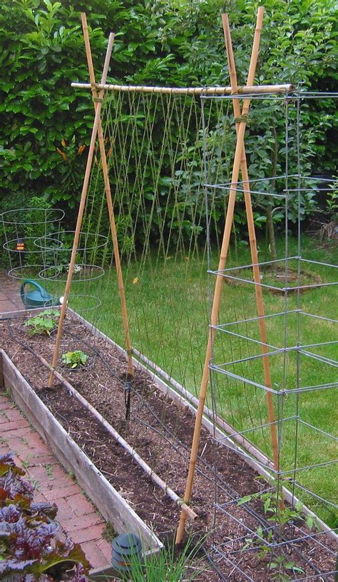 They take to the soil well here, grow fast, and. C's Bamboo Bean Trellis