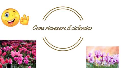 Il ciclamino è un fiore molto apprezzato ma non semplice da mantenere: Come rinvasare il ciclamino - YouTube