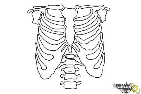 The Ribcage Is Shown In Black And White As Well As An Outline Of The Ribs