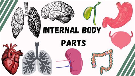 Internal Body Parts Internal Body Parts Name Body Internal Parts