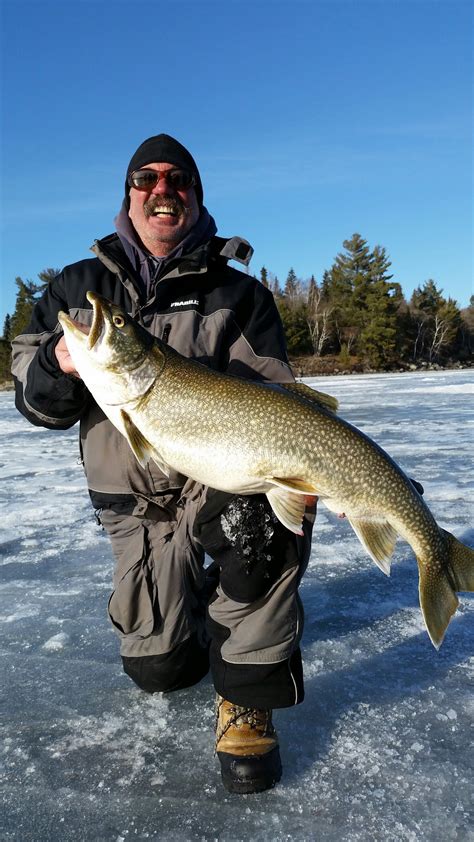 Freshwater fish inhabit all sorts of environments: Lake of the Woods Lake Trout - Fishing Reports | In-Depth ...