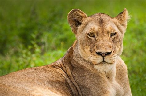 How Long Do Lions Live Lion Lifespan