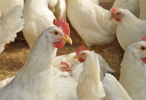 Poultry Organic Farm Knowledge