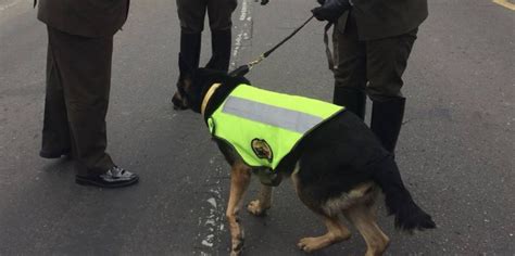 Cartel Colombiano Pone Precio A Cabeza De Perra Policía La Quieren