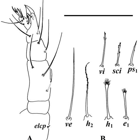 Stigmaeus Tolstikovi Khaustov Female A Palp B Some Dorsal Setae