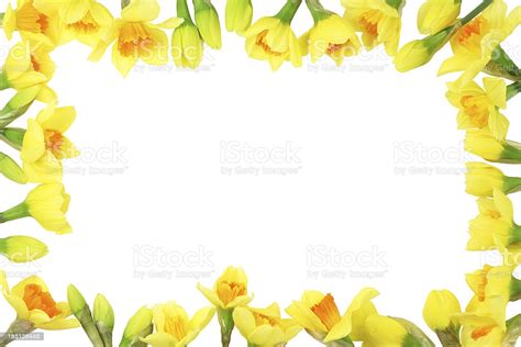 Easter Daffodil Border Stock Photo Download Image Now