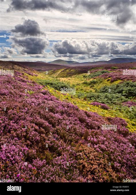 Heather Moorland In The Cheviots Near Wooler Northumberland National