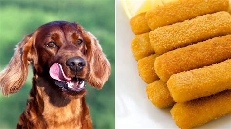 Can Dogs Eat Fish Sticks The Complete Guide