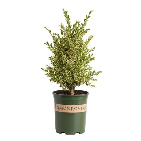 Monrovia Variegated English Boxwood Flowering Shrub In Pot With Soil