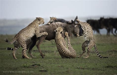 Big Cats Wildlife Photography Clementwild Photographic Safaris