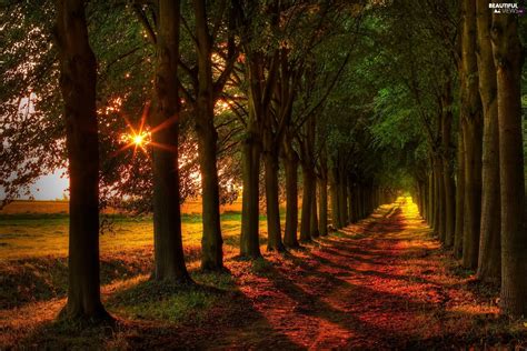 Rays Of The Sun Way Forest Beautiful Views Wallpapers 1920x1280