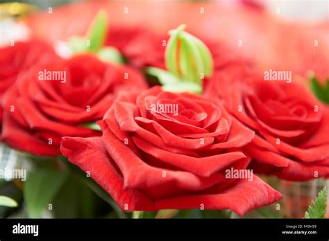 Bunch Of Red Roses Stock Photo Alamy