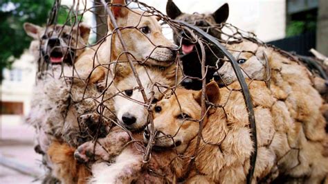 Petition · Stop Animal Cruelty And Abuse In China ·