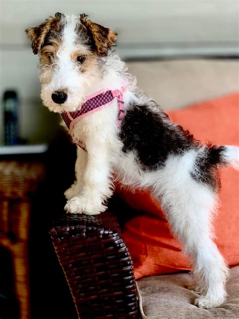 My First Photo Shoot Fox Terrier Puppy Wirehaired Fox Terrier