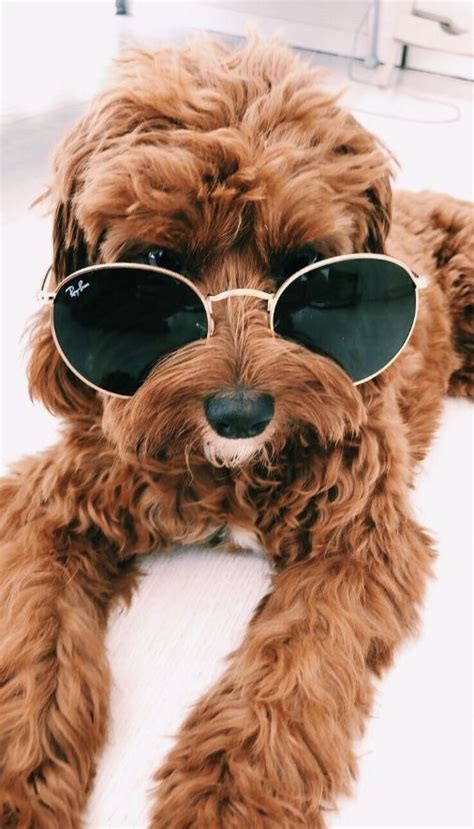 Pintrest Nessaliving Instagram Vanessalivingston Cute Dogs And