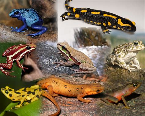What Are Amphibians The Species Of The World In Images Photographie