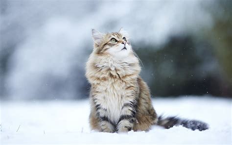 Wild Animals In Snow Wallpapers Top Free Wild Animals In Snow