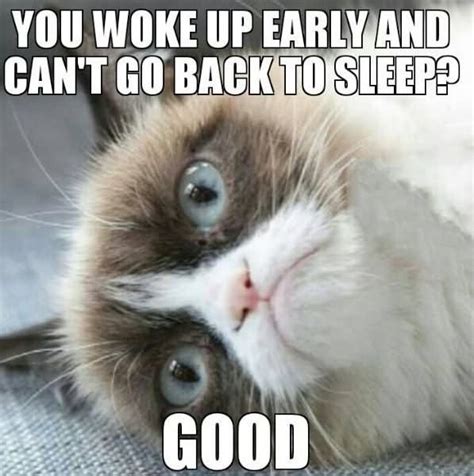 30 Funniest Grumpy Cat Memes Images And Pictures Stock Picsmine