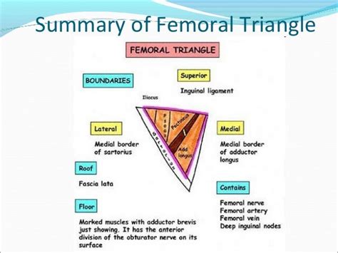Borders Of Femoral Triangle