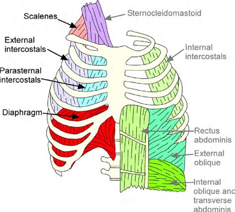 Anterior Thoracic Wall 1 Muscle Anatomy Thoracic Thorax Images
