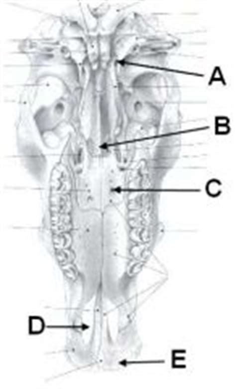 Bryan - Gross Anatomy - Large Animal Osteology of the Head and Neck