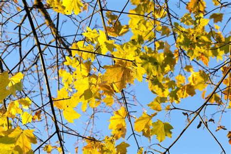 Yellowing Leaves Stock Photo Image Of Colorful Maple 121707066