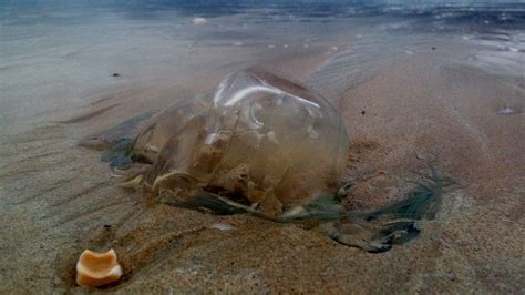 Dead Box Jellyfish Still Dangerous Townsville Beachgoers Warned Abc News