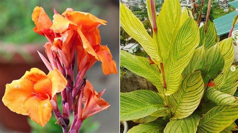 How To Grow Canna Lilies Right Way At Right Time Youtube