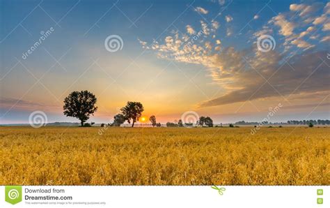 Misty Morning Landscape With Cereal Field Under Beautiful Sky Stock