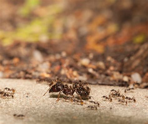Big Headed Ant Drive Bye Pest Exterminators