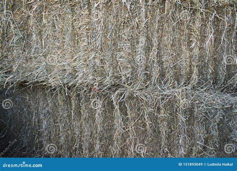 Stack Of Straw Texture Stack Of Hay Dry Grass Stocks Of Feed For