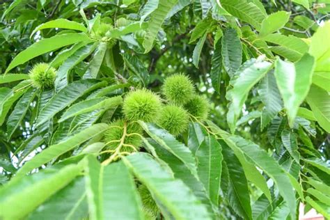 4 Common Types Of Chestnut Trees 2022