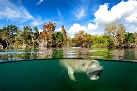 West Indian Manatee Crystal River Florida James Scott Flickr