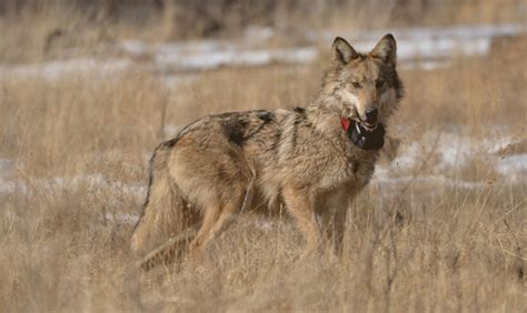 Mexican Gray Wolf Makes Long Risky Journey From Eastern Arizona To