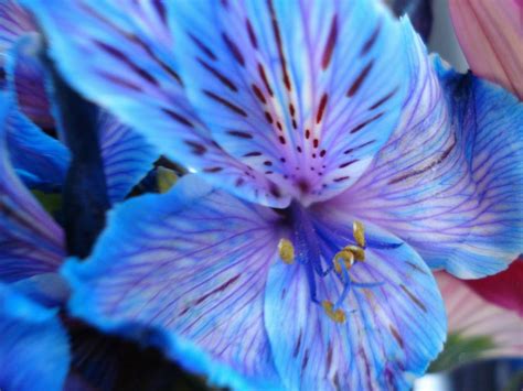 Blue flowers names and pictures purple blue flower identification. Chanel's Carnations: Flower of the Day: Alstroemeria