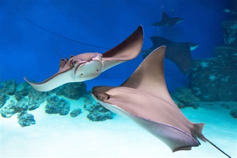 Unveiling The Diet Of Stingrays What They Love To Feast On