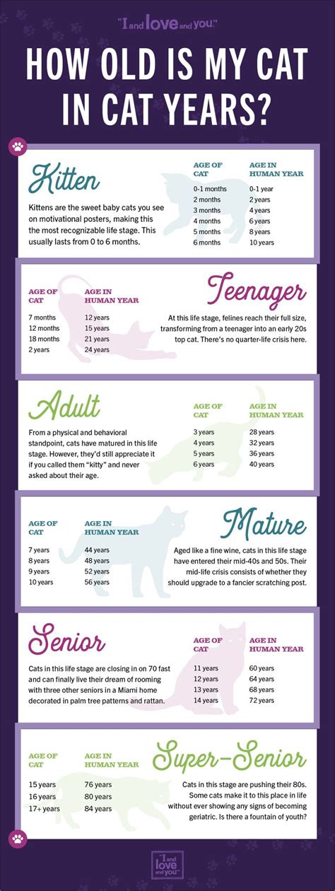 Kitten Age Chart By Color