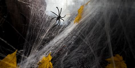 How To Get Rid Of Brown Recluse Spiders Urban Desert Pest Control
