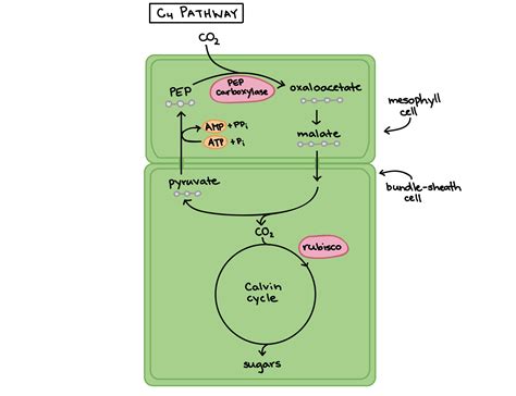 Comparison Of Photosynthesis And Photorespiration In C3c4