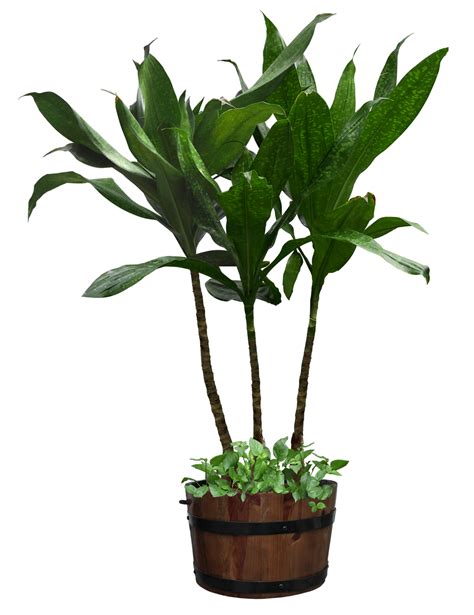 Houseplant Flowerpot - potted plant png download - 1140*1480 - Free gambar png