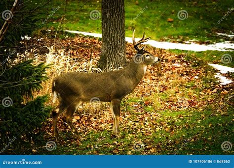 Whitetail Deer Odocoileus Virginianus White Tailed Buck Standing Broadside Facing Right Stock