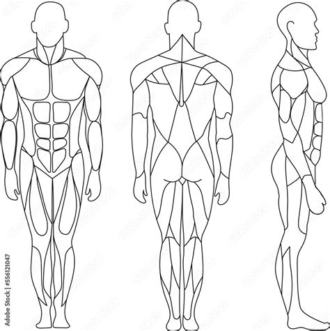 Muscle Body Clipart Outline